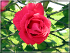 foto Rose